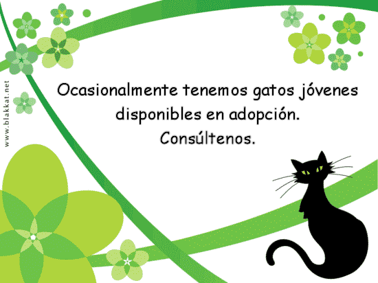 Gatitos en adopción