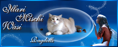 Illari Mischi Wasi - Ragdoll Cattery