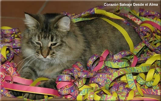 AR* Corazón Salvaje Desde el Alma Norwegian Forest Cat - Corazón Salvaje Desde el Alma