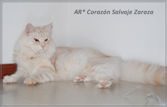 AR* Corazón Salvaje Zaraza