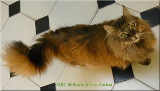 GIC Ikebana de La Zarina -E