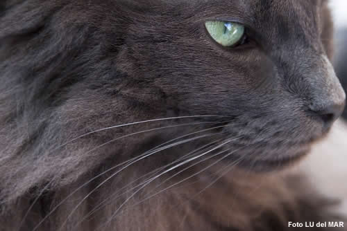 Gato de los Bosques de Noruega - color azul y ojos verdes - único ejemplar de estas características en la Argentina - Raspa Index Madrid