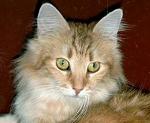 Icecat's Frederike the Cat