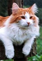 Norwegian Forest Cat