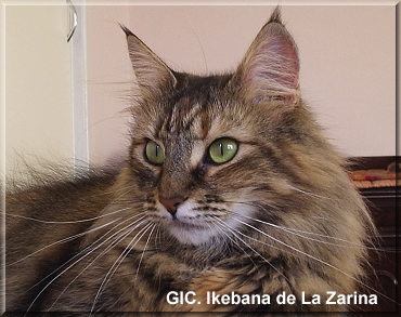 GIC. Ikebana de La Zarina GIC. Ikebana de La Zarina