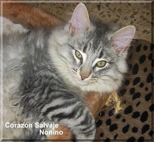 Mejor Cachorro Mejor Cachorro