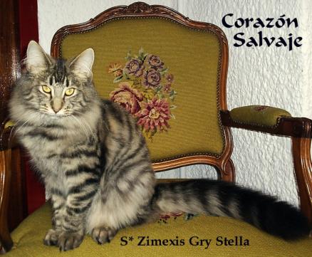 S*Zimexis Gry Stella S*Zimexis Gry Stella