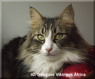 IC. Bosques Vikingos África IC. Bosques Vikingos África
