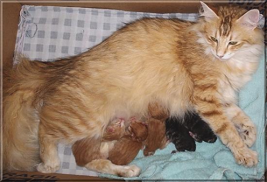 Lotta of Troll's Garden con sus cachorros Lotta of Troll's Garden con sus cachorros