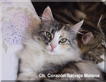 Ch. Corazón Salvaje Malena