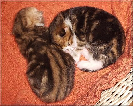 Camada Tango VI Gatitos Color Amber Camada Tango VI Gatitos Color Amber